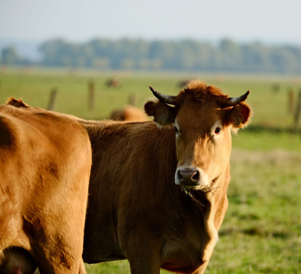 Close-up of a brown cow in a sunlit pasture, displaying natural beauty and tranquility.
